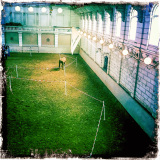 Musée du cheval vivant Le centre équestre hollandais