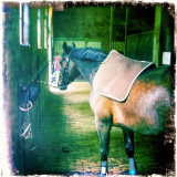 Musée du cheval vivant Le centre équestre hollandais