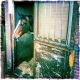 Musée du cheval vivant Le centre équestre hollandais
