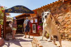 Chien montant la garde