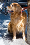 A light brown dog attached to a pole. Montreal, june 2005