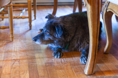 Chien noir et poilu sous une table,Afton ,  Virginie, USA
