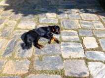 Relaxing dog