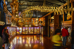 Une salle du musée des sciences à l'intérieur de l'Universit