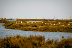Parque Natural da Ria Formosa
