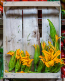 Cageot de fleurs de courgettes, Florence, Italie.