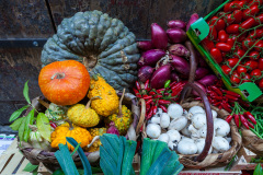 Étalages de citrouilles, courges, champignons, aubergines, pime