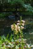 Jardin de Claude Monet à Giverny, Eure, France.