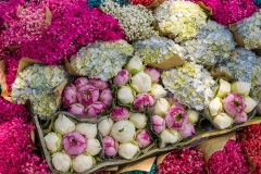 Fleurs à l\'arrièere d\'une bicyclette dans un parc de Hanoi, Vi