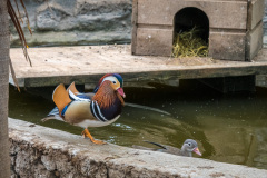 Mandarin Duck