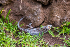 Dead Cameleon