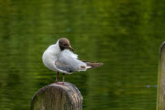 Shorebird standing on a picket fence at Hide Park's pond, London, England, UK.
