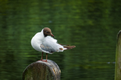Shorebird standing on a picket fence at Hide Park's pond, London, England, UK.