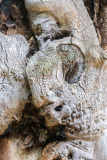 Warped tree trunk reminiscent of a human figure in Hyde Park, London, England, UK