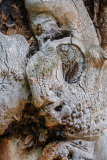 Warped tree trunk reminiscent of a human figure in Hyde Park, London, England, UK