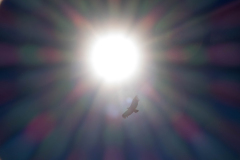 Condor