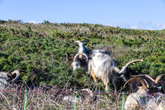 La Pointe de Grouin