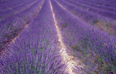 Champ de lavande