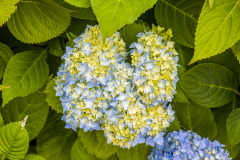 Hortensia