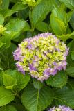 Hortensia