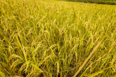 2024-09-26-Vietnam-005