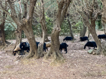 Chèvres corses